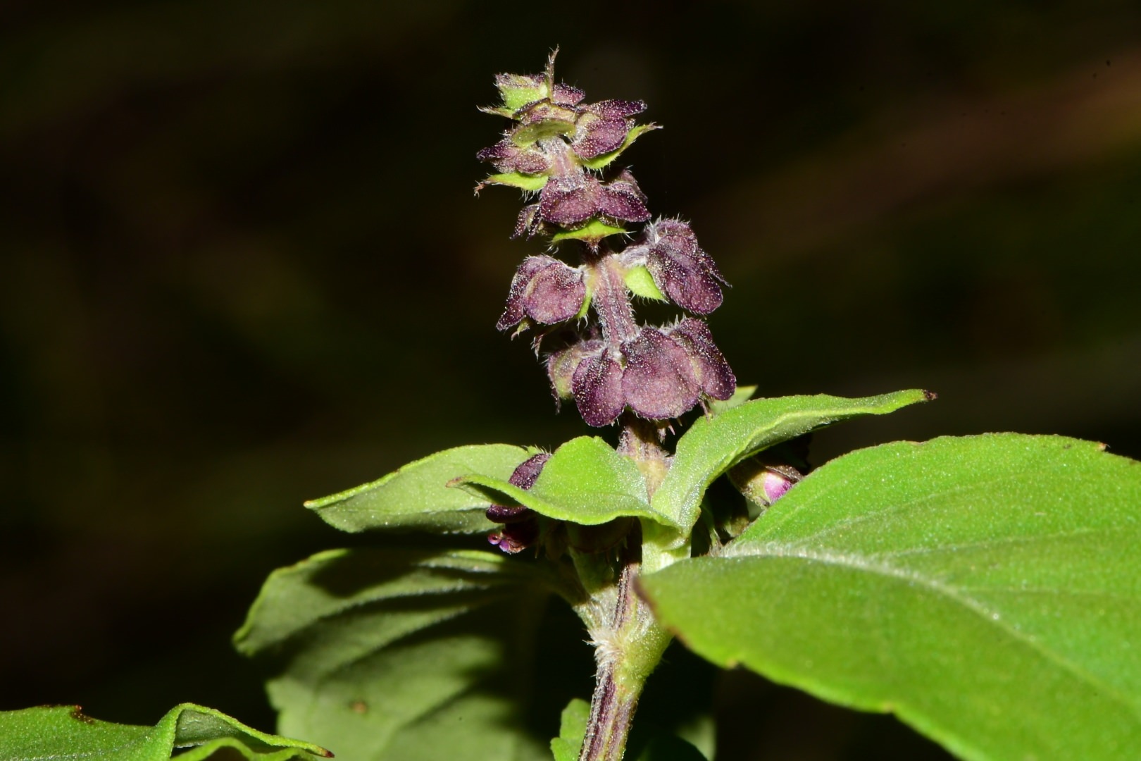 Ocimum campechianum
